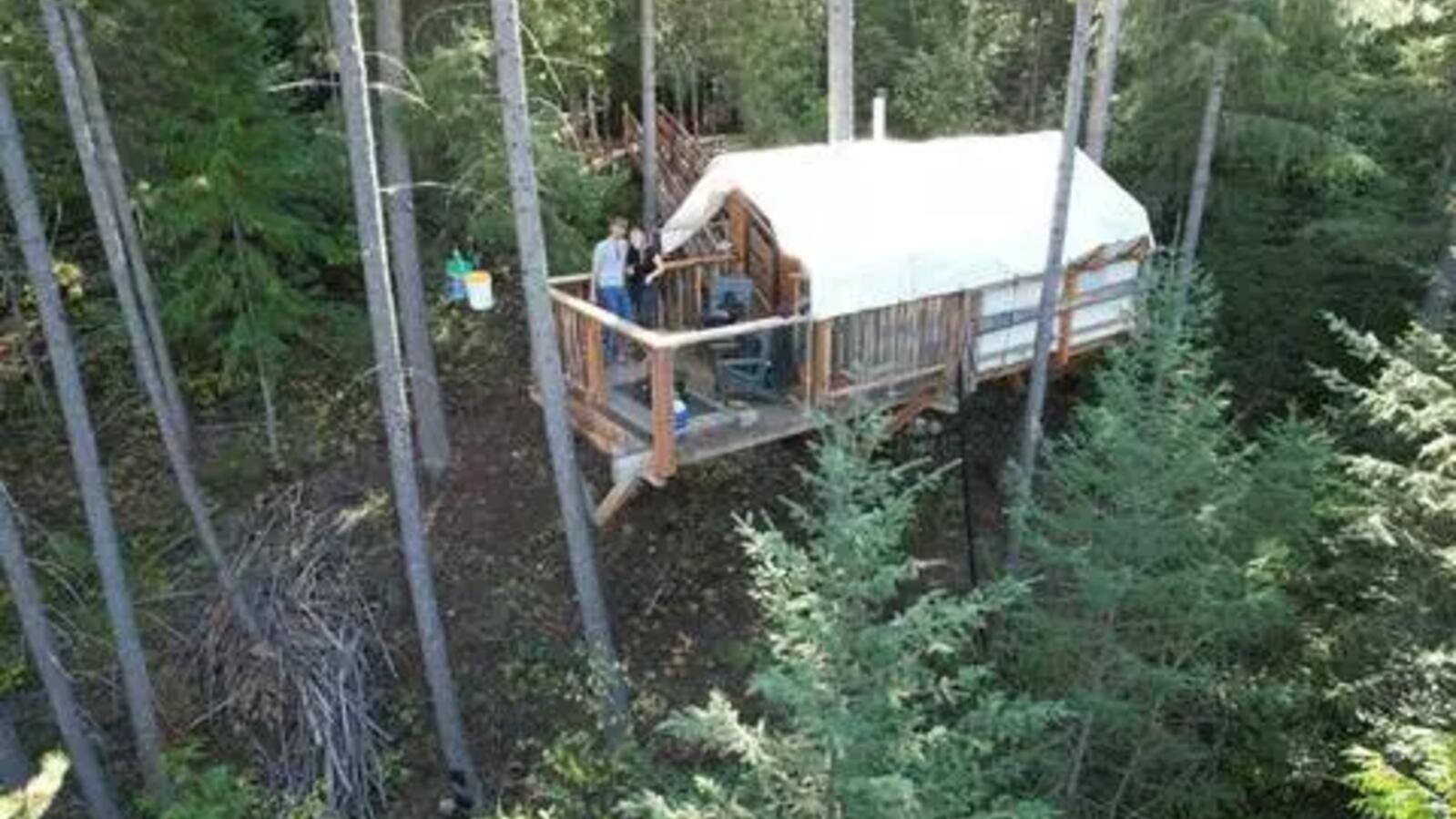 Fir and feather treehouse